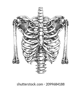 chest bones with forearm, outline, line drawing, isolate on a white background,