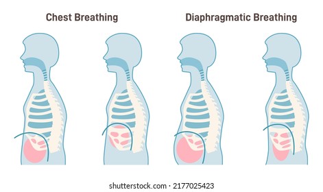 Chest and diaphragmatic breathing types. Anatomical mechanism of the healthy human performing belly and chest breathing technics. Inhale and Exhale medical poster. Flat vector illustration.