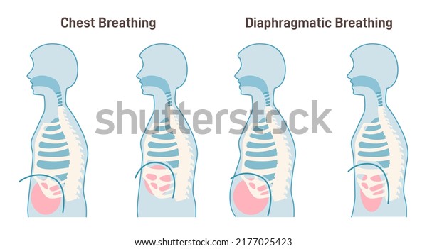 Chest and diaphragmatic breathing types.\
Anatomical mechanism of the healthy human performing belly and\
chest breathing technics. Inhale and Exhale medical poster. Flat\
vector illustration.