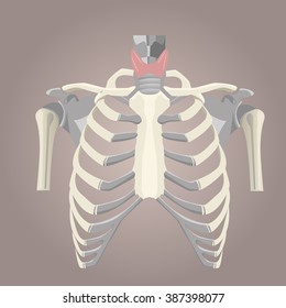 Chest skeleton, human anatomy