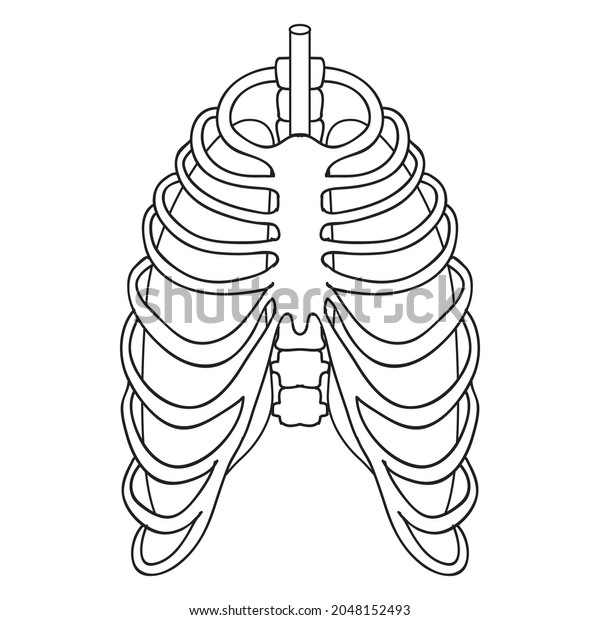 Chest Skeleton Line Vector Illustrationisolated On Stock Vector ...