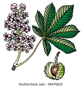 chestnut