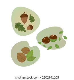 chestnut, acorn and walnut. plant vector illustration