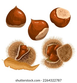 chestnut autumn brown set cartoon. food season, fruit nature, nut snack, fall organic, seed fresh, shell seasonal, vegetarian chestnut autumn brown vector illustration