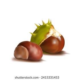 Chestnut. Beautiful chestnuts. Elements for label design. Barbed and strong chestnut. Vector illustration. Chestnut tree in mesh technique.