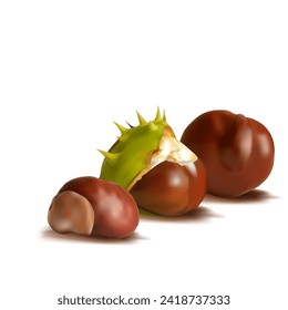 Chestnut. Beautiful chestnuts. Elements for label design. Barbed and strong chestnut. Vector illustration. Chestnut tree in mesh technique.