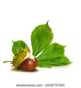 Chestnut. Beautiful chestnuts. Elements for label design. Barbed and strong chestnut. Vector illustration. Chestnut tree in mesh technique.