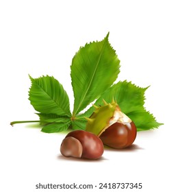 Castaño. Hermosas castañas. Elementos para el diseño de etiquetas. Púas y castaño fuerte. Ilustración vectorial. Árbol de castaño en la técnica de malla.