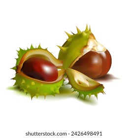 Chestnut. Beautiful chestnuts. Elements for label design. Barbed and strong chestnut. Vector illustration. Chestnut tree in mesh technique.