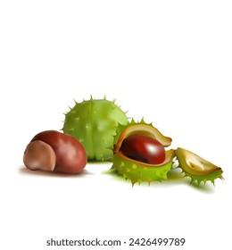 Chestnut. Beautiful chestnuts. Elements for label design. Barbed and strong chestnut. Vector illustration. Chestnut tree in mesh technique.