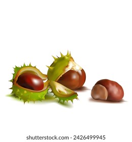Chestnut. Beautiful chestnuts. Elements for label design. Barbed and strong chestnut. Vector illustration. Chestnut tree in mesh technique.