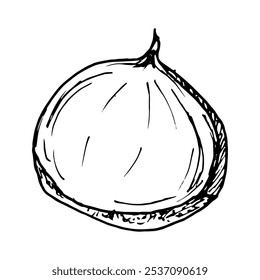 Chestnut black and white vector hand drawn ink illustration detailed linework emphasizing the natural texture. Perfect for seasonal or nature themed designs, eco goods, fall or winter decor, menu