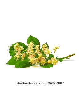 Chestnut blossom low poly. Chestnut brunch with flowers. Beautiful chestnuts. Vector illustration. Blossoming Chestnut tree in triangulation technique for spring design.