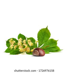 Chestnut blossom low poly. Chestnut brunch with flowers. Beautiful chestnuts. Barbed and strong chestnut. Vector illustration. Blossoming Chestnut tree in triangulation technique for spring design.