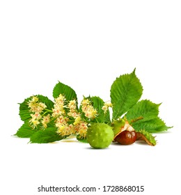 Chestnut blossom low poly. Chestnut brunch with flowers. Beautiful chestnuts. Barbed and strong chestnut. Vector illustration. Blossoming Chestnut tree in triangulation technique for spring design.