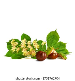 Chestnut blossom low poly. Chestnut brunch with flowers. Beautiful chestnuts. Barbed and strong chestnut. Vector illustration. Blossoming Chestnut tree in triangulation technique for spring design.
