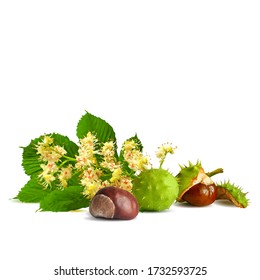 Chestnut blossom low poly. Chestnut brunch with flowers. Beautiful chestnuts. Barbed and strong chestnut. Vector illustration. Blossoming Chestnut tree in triangulation technique for spring design.