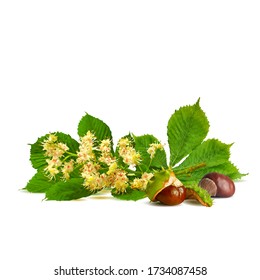 Chestnut blossom low poly. Chestnut brunch with flowers. Beautiful chestnuts. Barbed and strong chestnut. Vector illustration. Blossoming Chestnut tree in triangulation technique for spring design.