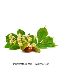 Chestnut blossom low poly. Chestnut brunch with flowers. Beautiful chestnuts. Barbed and strong chestnut. Vector illustration. Blossoming Chestnut tree in triangulation technique for spring design.
