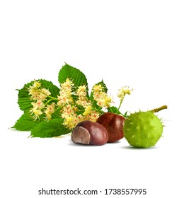 Chestnut blossom low poly. Chestnut brunch with flowers. Beautiful chestnuts. Barbed and strong chestnut. Vector illustration. Blossoming Chestnut tree in triangulation technique for spring design.