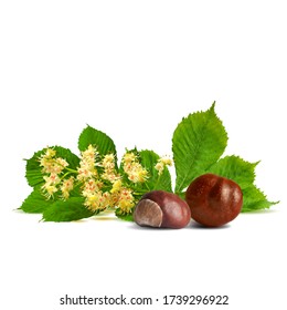 Chestnut blossom low poly. Chestnut brunch with flowers. Beautiful chestnuts. Barbed and strong chestnut. Vector illustration. Blossoming Chestnut tree in triangulation technique for spring design.