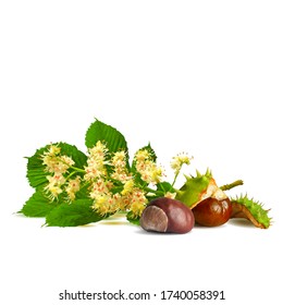 Chestnut blossom low poly. Chestnut brunch with flowers. Beautiful chestnuts. Barbed and strong chestnut. Vector illustration. Blossoming Chestnut tree in triangulation technique for spring design.