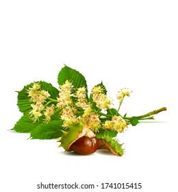 Flowering Chestnut Tree Images Stock Photos Vectors Shutterstock