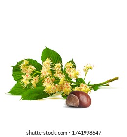 Chestnut blossom low poly. Chestnut brunch with flowers. Beautiful chestnuts. Barbed and strong chestnut. Vector illustration. Blossoming Chestnut tree in triangulation technique for spring design.