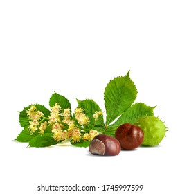 Chestnut blossom low poly. Chestnut brunch with flowers. Beautiful chestnuts. Barbed and strong chestnut. Vector illustration. Blossoming 