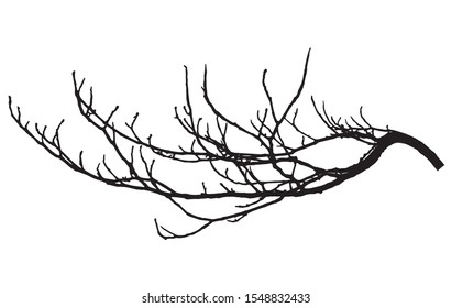 Chestnut branch silhouette. Tree branch, vector illustration. svg
