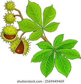 chestnut branches vector isolated illustration