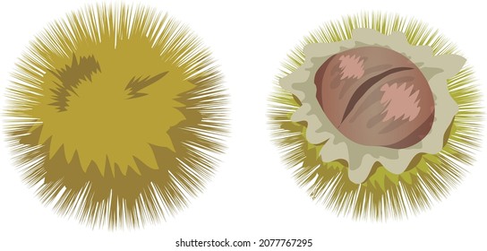 chestnut in its burr EPS image