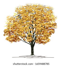 Chestnut (Castanea L.) tree with dense yellow foliage, color vector image on a white background