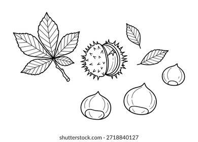Chestnut collection hand drawn vector illustration. Chestnut, shell and leaf design elements. Isolated on transparent background.