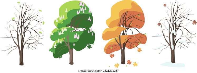 Chestnut in four seasons spring summer winter autumn. On the chestnut tree you can see many flowers and  nut. Vector illustration.
