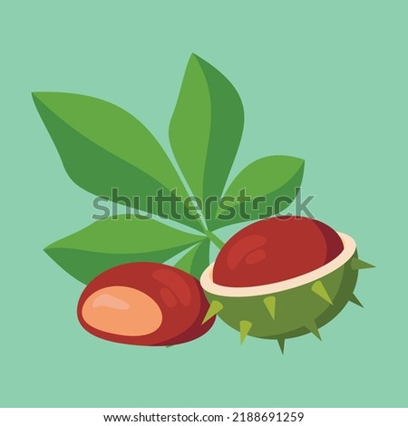 chestnut fruit on green background