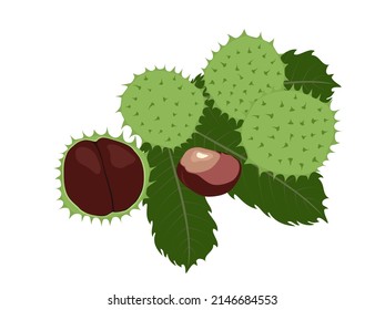 chestnut fruit on a white background.