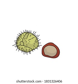 Chestnut fruit with and without shell, brown nut and green prickly shell, vector illustration for design and creativity