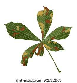 Chestnut green leaf isolated on white background.