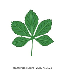 chestnut, green leaf. Vector Illustration for printing, backgrounds, covers and packaging. Image can be used for greeting cards, posters, stickers and textile. Isolated on white background.