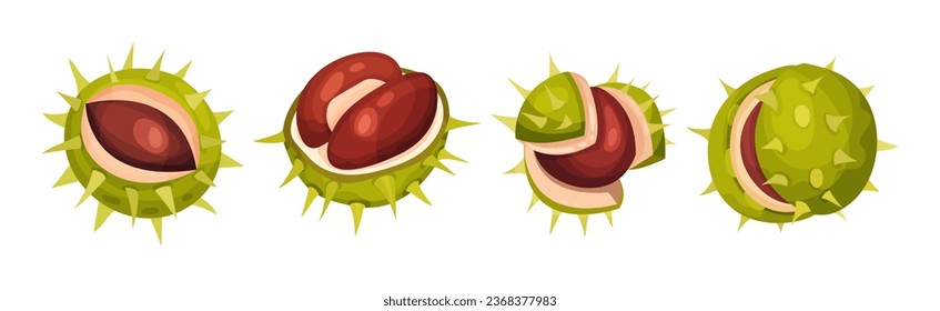 Chestnut with Green Peel or Husk and Brown Nut Vector Set