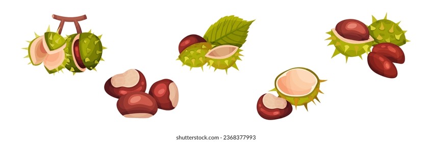 Chestnut with Green Peel or Husk and Brown Nut Vector Set