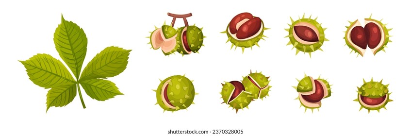 Chestnut with Green Peel or Husk and Brown Nut Vector Set