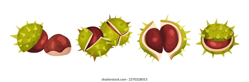 Chestnut with Green Peel or Husk and Brown Nut Vector Set