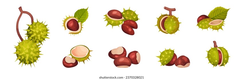 Chestnut with Green Peel or Husk and Brown Nut Vector Set