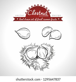 Chestnut. Hand drawn collection of vector sketch detailed fresh fruits. Isolated
