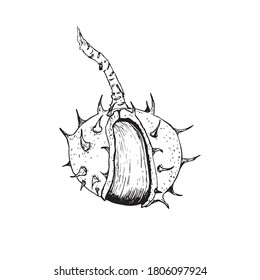 Chestnut. Hand-drawn illustration of a chestnut tree. Sketching.