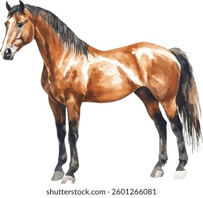 Chestnut Horse Watercolor  vector illustration