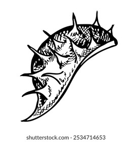 Chestnut husk. Vector graphics depicting the peel of a ripe chestnut. A black and white hand-drawn illustration. On a white background. Great for labels, covers, flyers and packages.