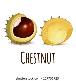 Chestnut icon. Realistic illustration of chestnut vector icon for web design isolated on white background